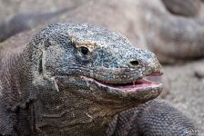 Komodo dragon Komodo dragon