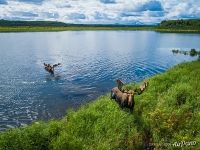 Moose on Kronotskoye Lake