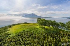 Birch Grove on Bianki Island