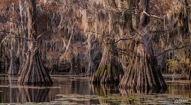 Bald cypress swamps, Louisiana-Texas, USA