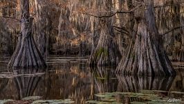 Bald cypress swamps, Louisiana-Texas, USA Bald cypress swamps, Louisiana-Texas, USA