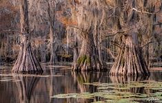 Bald cypress swamps, Louisiana-Texas, USA Bald cypress swamps, Louisiana-Texas, USA