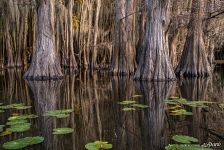 Bald cypress swamps, Louisiana-Texas, USA Bald cypress swamps, Louisiana-Texas, USA