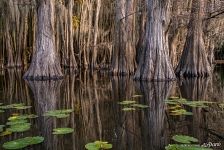 Bald cypress swamps, Louisiana-Texas, USA