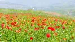 Blooming Poppies in the Panj River Valley