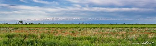 Poppies