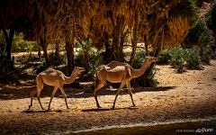 Oasis in the mountains of Ennedy. Camels