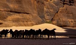 Camels in Guelta d’Archei