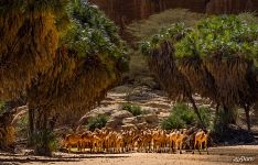 Oasis in the mountains of Ennedy. Camels