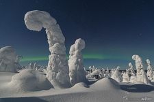 Kuntivaara fairytale forest at night Kuntivaara fairytale forest at night