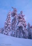 Lapland winter forest