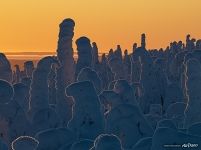 Forest on the top of Kuntivaara hill at sunset