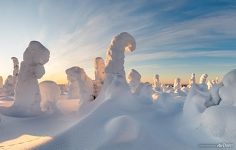 Forms of winter forest