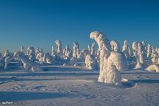 Forest in a snowy shell. Kuntivaara Forest in a snowy shell. Kuntivaara