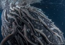 Fishes on the whale shark