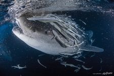 Whale shark and fishes