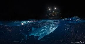 Split panorama with whale shark