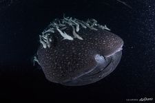 Whale shark