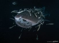 Whale shark