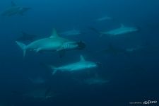 Hammerhead sharks. Galapagos, Ecuador