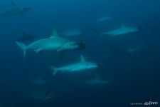 Hammerhead sharks. Galapagos, Ecuador Hammerhead sharks. Galapagos, Ecuador