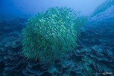 Tubbataha Reef, Philippines