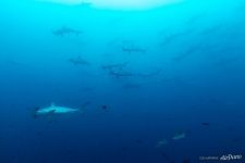 Hammerhead sharks