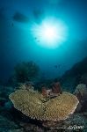 Coral reef Coral reef