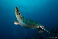 Hawksbill sea turtle Hawksbill sea turtle