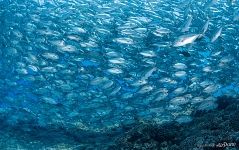 School of hungry fish