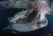 Whale shark, Maldives