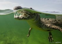 Crocodile Crocodile