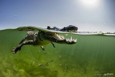 Crocodile Crocodile