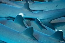 Fins of sharks Fins of sharks