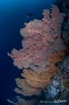 Corals Corals