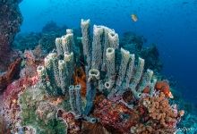 Sponges and corals