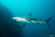 Shark Shark