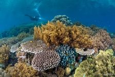 Coral reef Coral reef