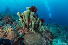 Sponges and corals