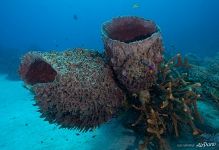 Sponges and corals Sponges and corals