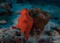 Red handfish, or thymichthys politus Red handfish, or thymichthys politus