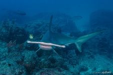 Hammerhead shark Hammerhead shark