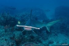 Hammerhead shark