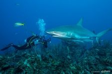 Diving with sharks Diving with sharks