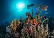 Underwater world Underwater world