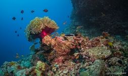 Gorgeous sea anemone and tropical fishes Gorgeous sea anemone and tropical fishes