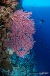 Corals Corals