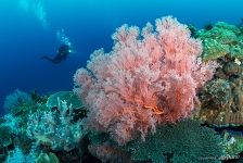 Glorious coral Glorious coral