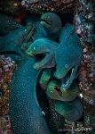 Moray eels Moray eels