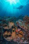 Brown tube sponge Brown tube sponge